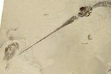 Superb Needle Fish (Rhynchodercetis) Fossil - Lebanon #270906-3